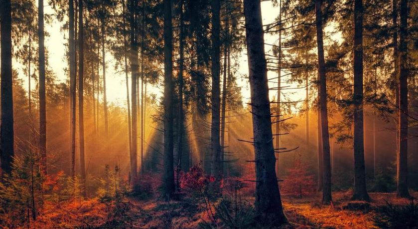 Sunlight Through Forest Indian Rocks Beach Cremation