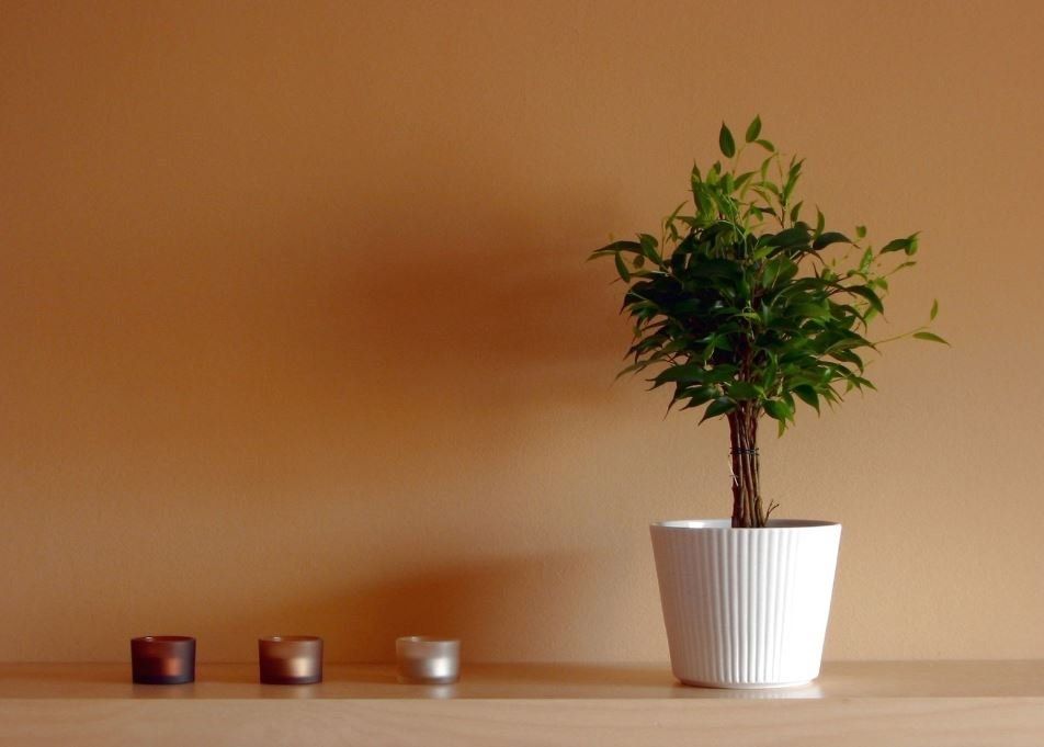 Largo FL Peaceful Candle Plant Display