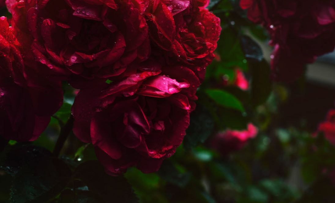 Red Funeral Roses with Dew in Clearwater Garden
