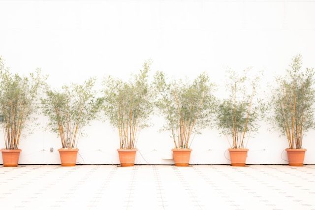 Row of potted green plants lined against white wall in bright, minimal indoor setting