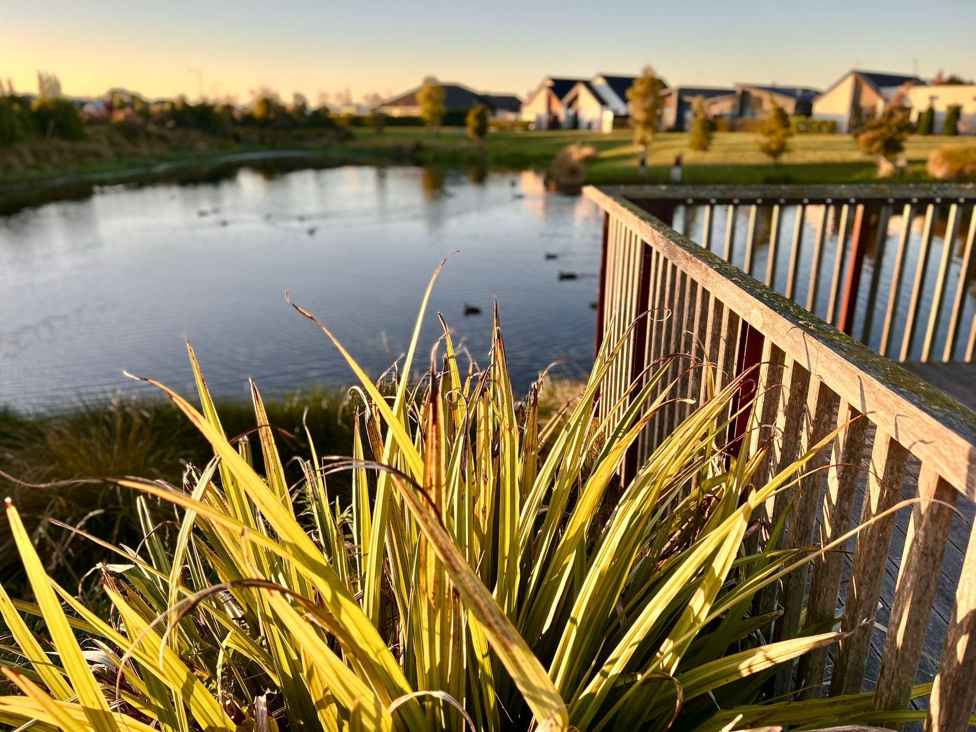 A wooden deck overlooking a calm pond at sunset, with a prominent spiky green plant in the foreground.