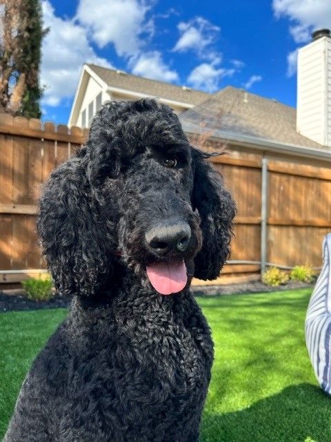 A black poodle with its tongue hanging out is sitting on the grass in front of a wooden fence.