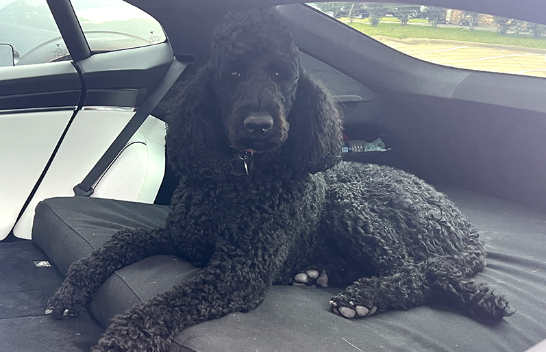 A black poodle is laying in the back seat of a car