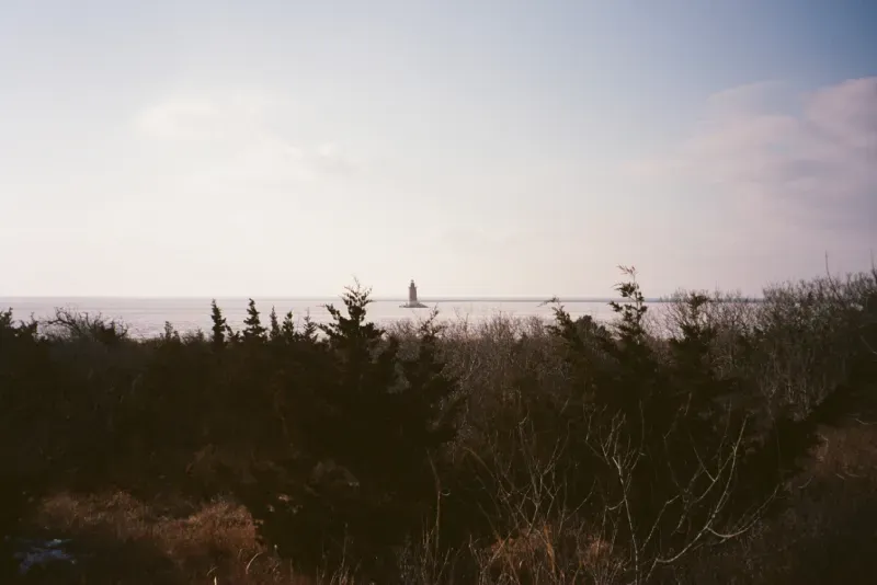 Lewes Breakwater lighthouse stands in the distance over a calm body of water, framed by trees and brush in the foreground.