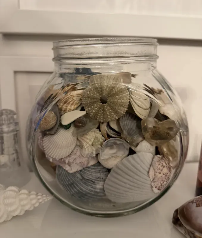 Glass jar filled with various seashells, including a sea urchin shell.