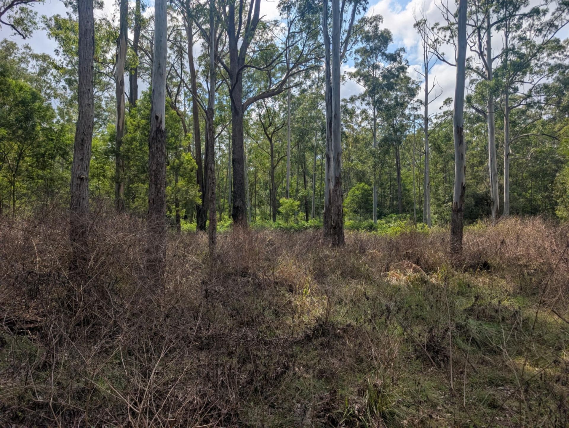 Person is Using a Lawn Mower to Cut the Grass — 2K Pasture Management and Consulting In Junction View, QLD