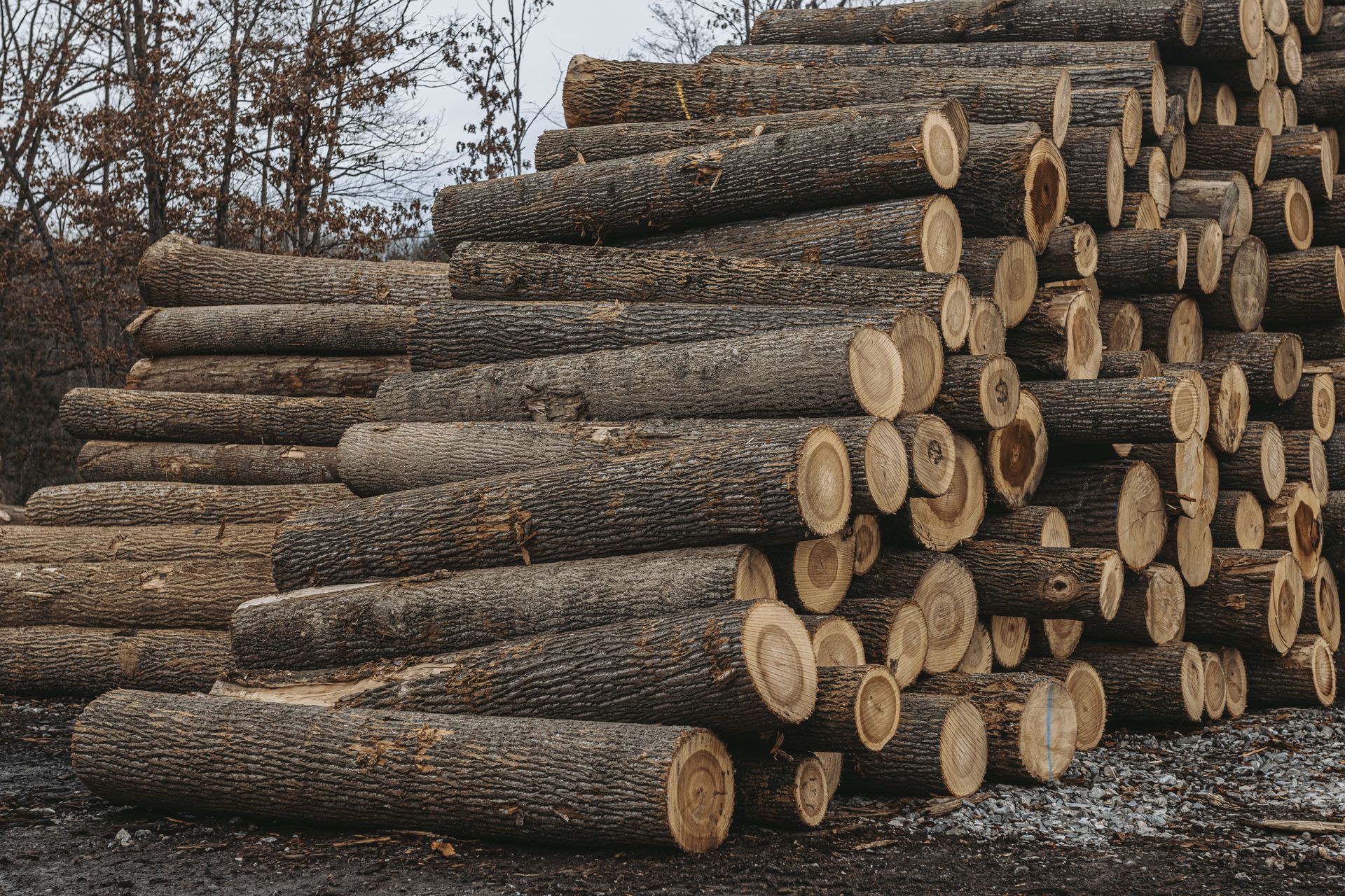 Best lumber in mill hall