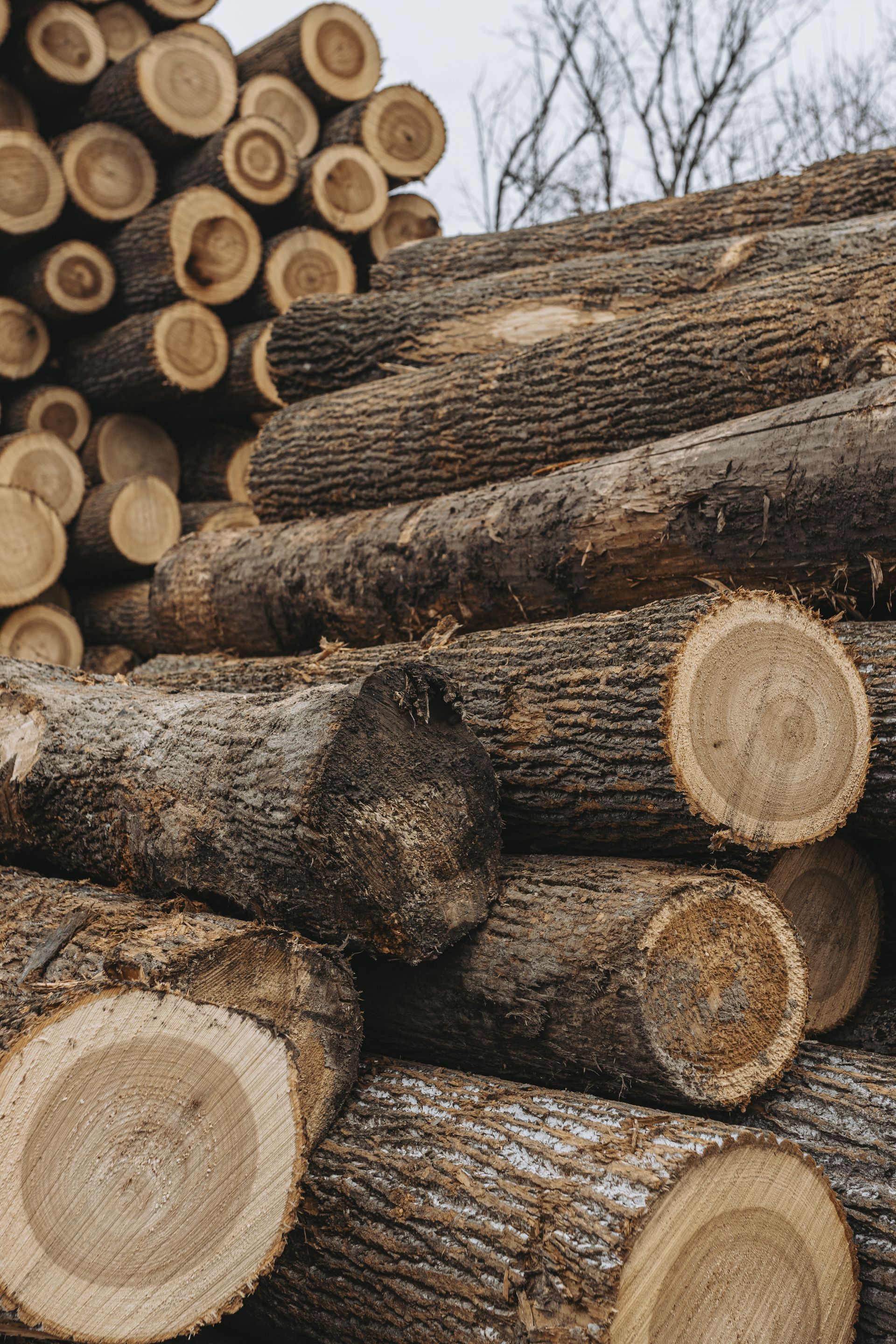 Best lumber in mill hall