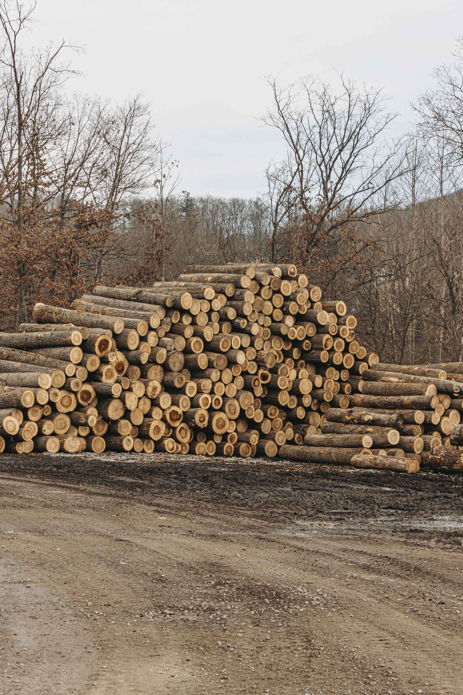 Best lumber in mill hall