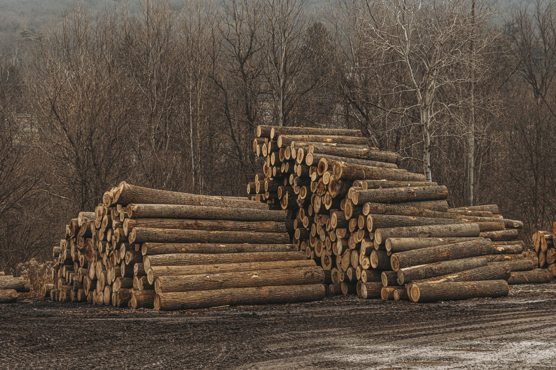 Best lumber in mill hall