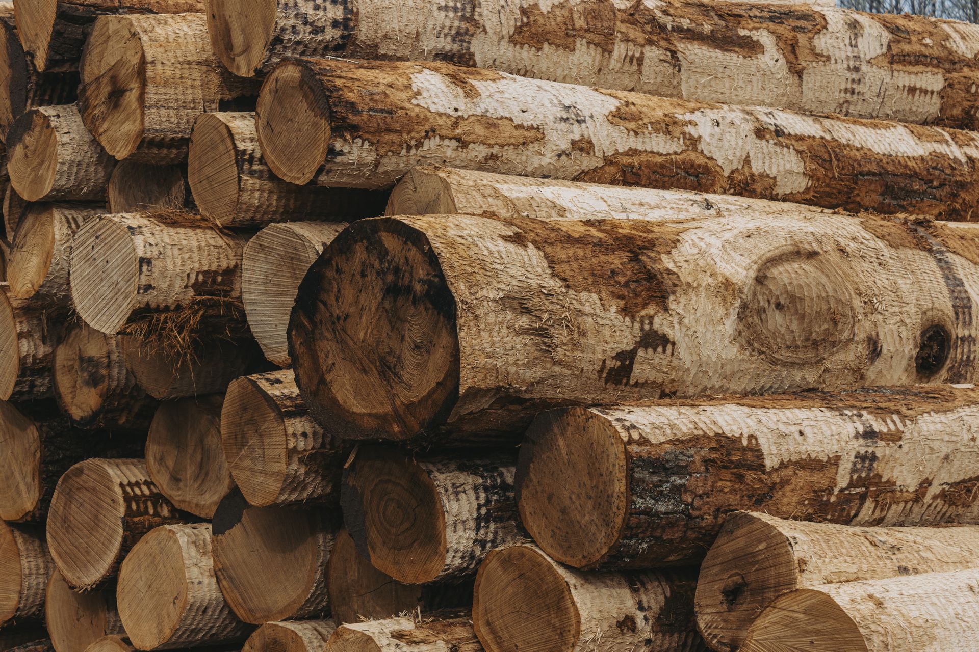 Sustainable logging Centre Hall