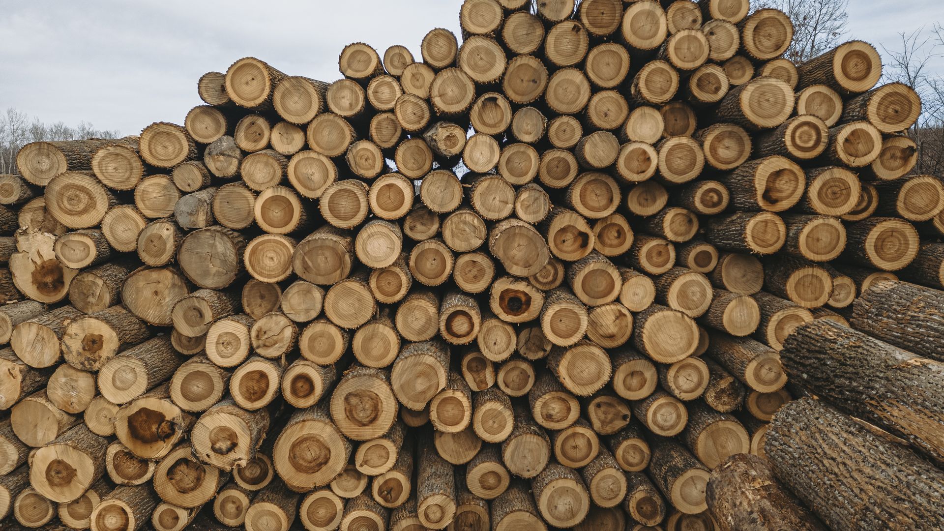Sustainable Lumber near me