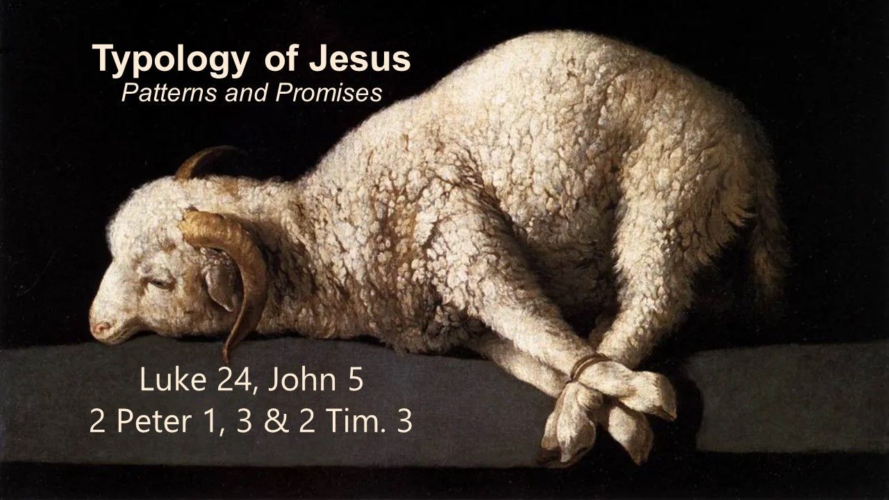 A tied lamb on a table; text: 