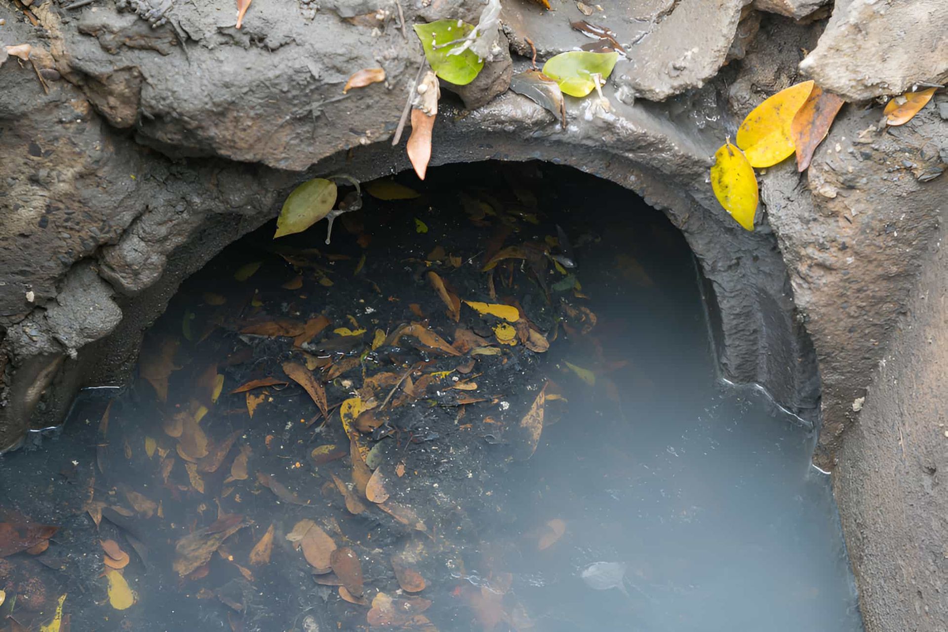 A Manhole Cover Filled With Water and Leaves — Simpson's Plumbing & Maintenance Service in Dakabin, QLD