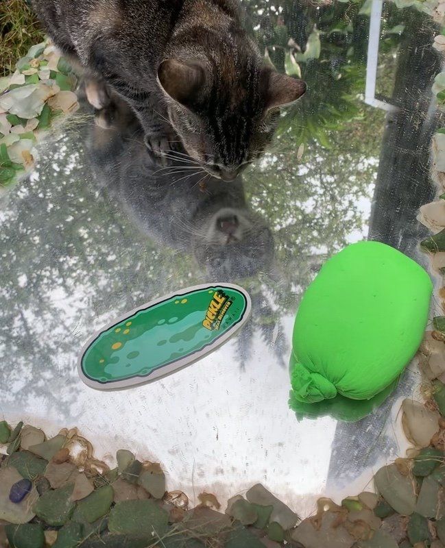 pickle wax remover