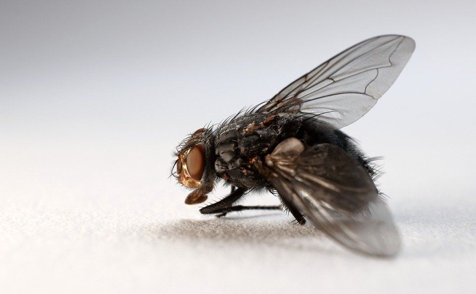 Fliegengitter reinigen