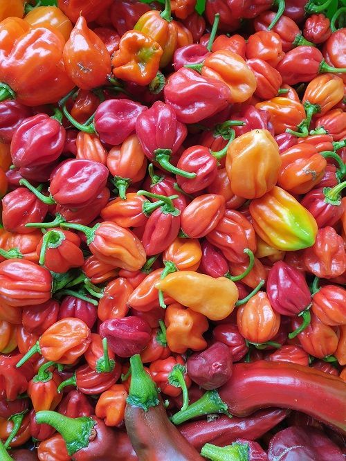 Marlborough Farmers Market news 2022