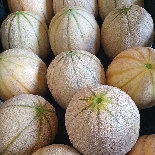 Marlborough Farmers Market news 2022