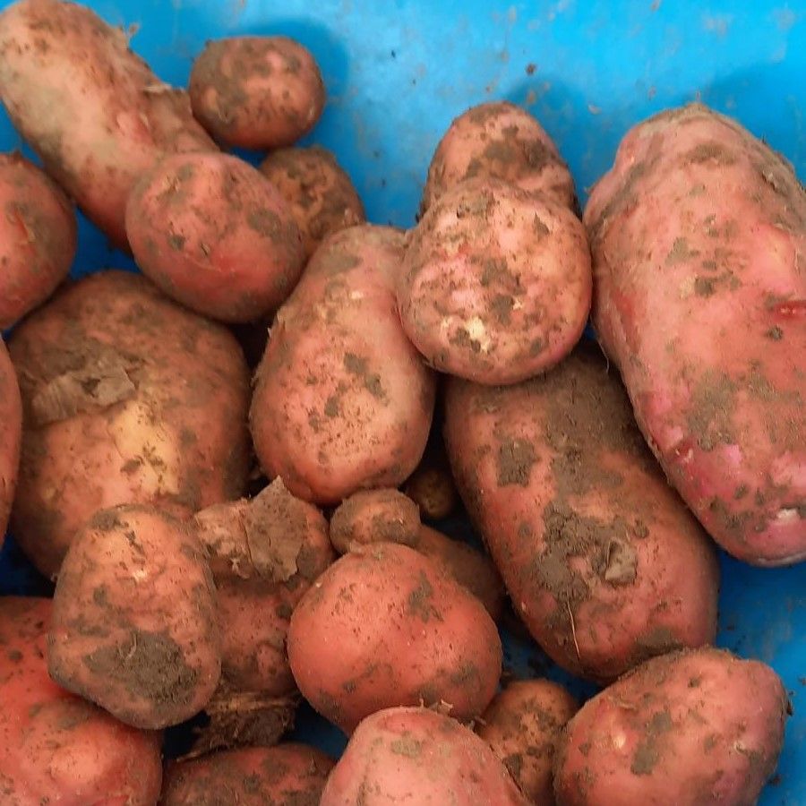 Marlborough Farmers Market news 2022