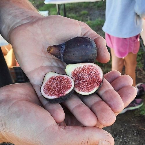 Marlborough Farmers Market news 2022