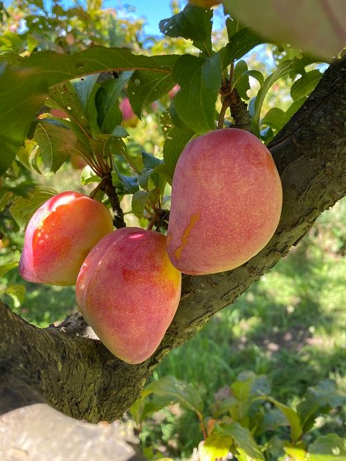 Marlborough Farmers Market news 2022