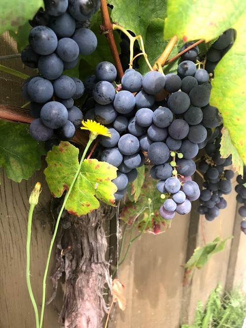 Marlborough Farmers Market news 2022