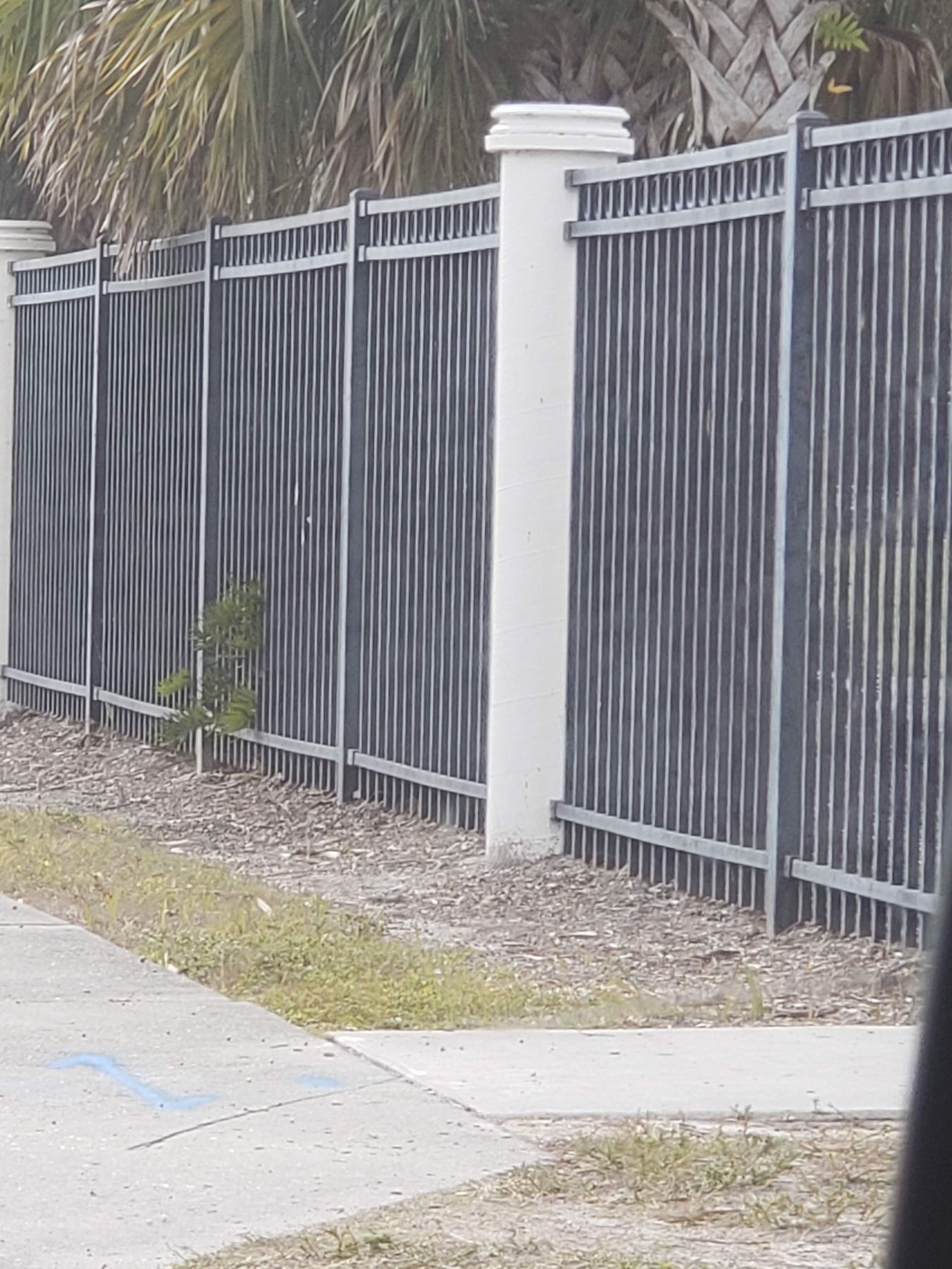 A close up of a fence with a palm tree in the background