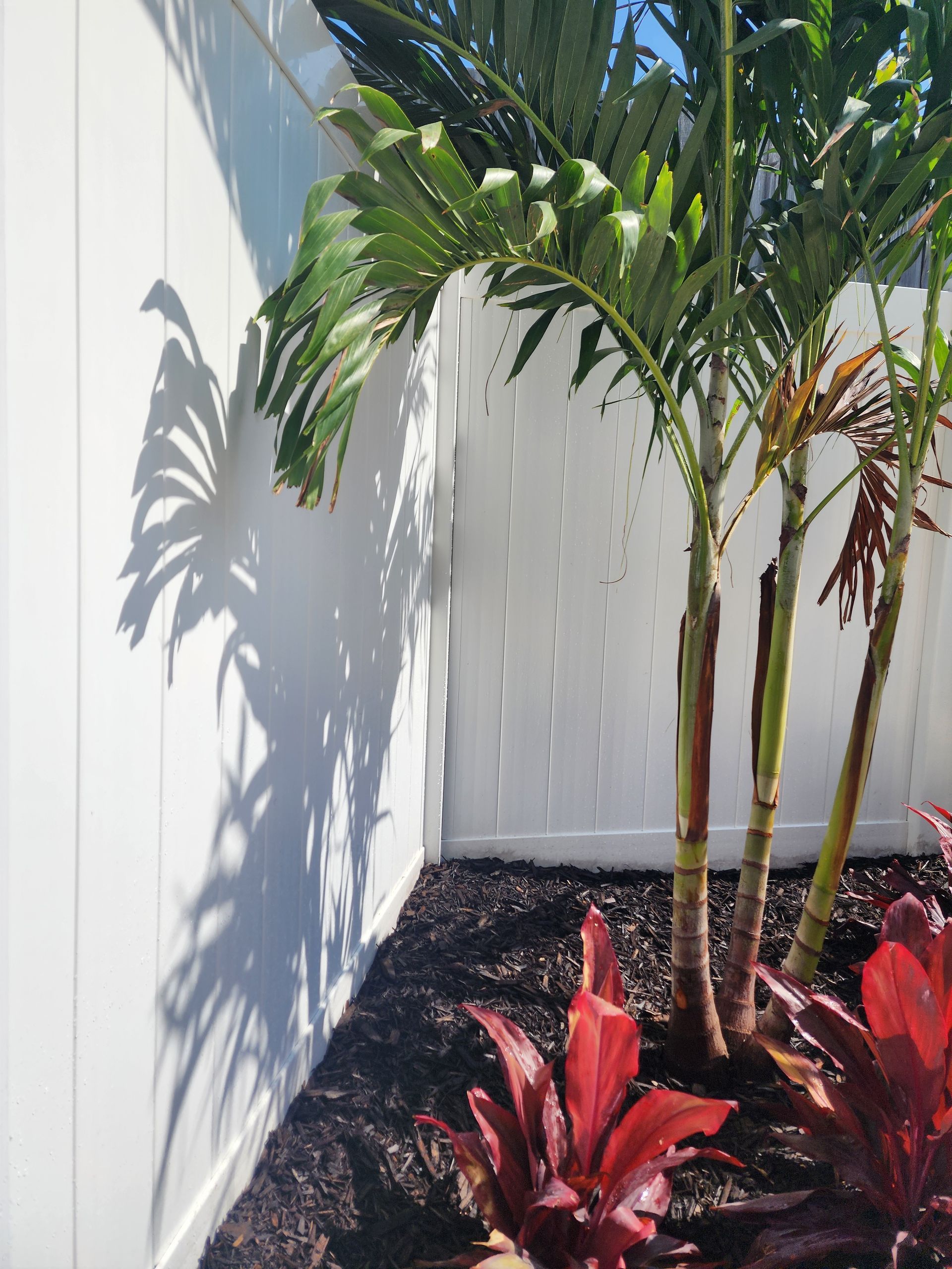 A white fence with a palm tree in front of it