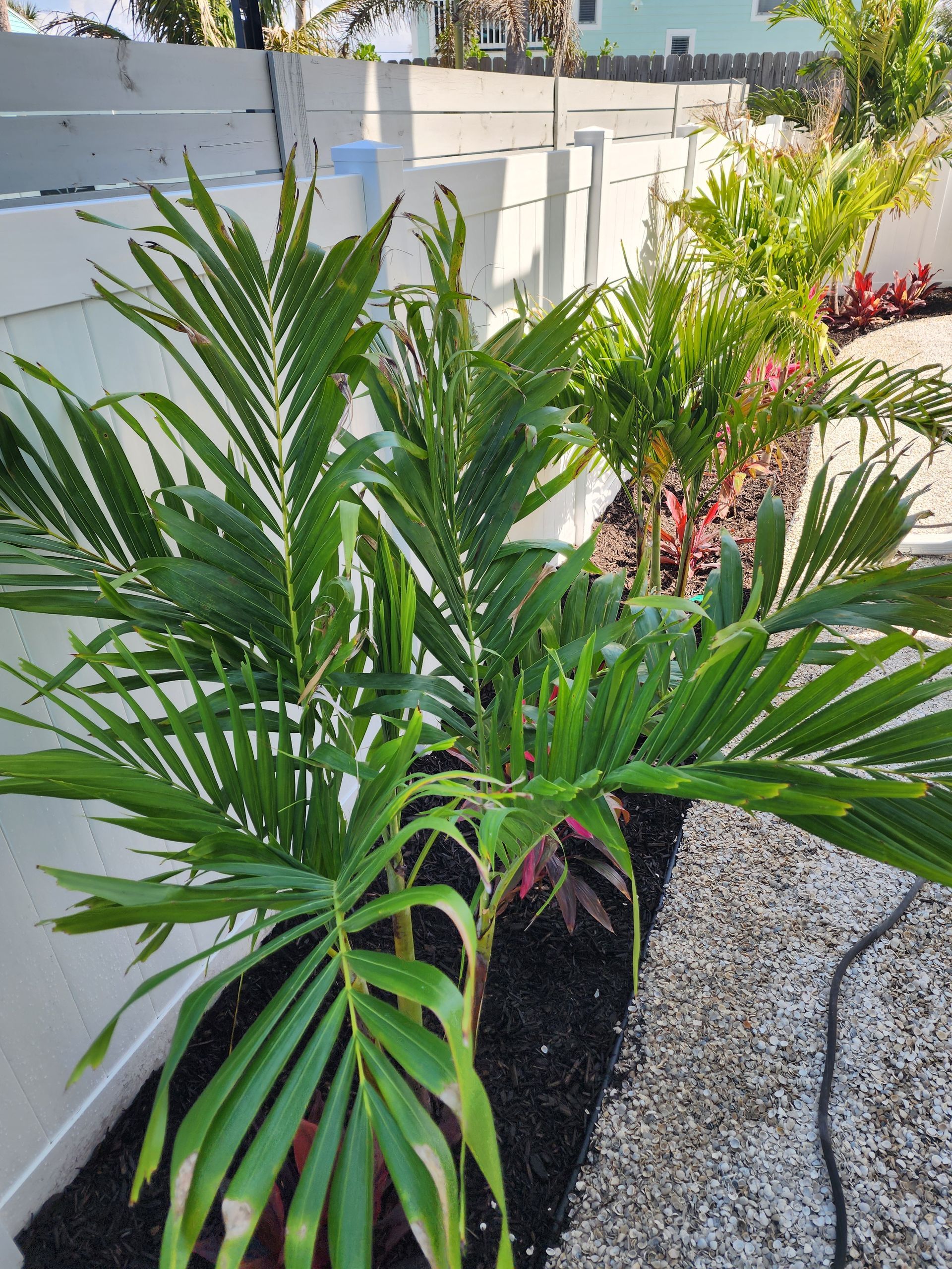A palm tree is growing in a garden next to a white fence