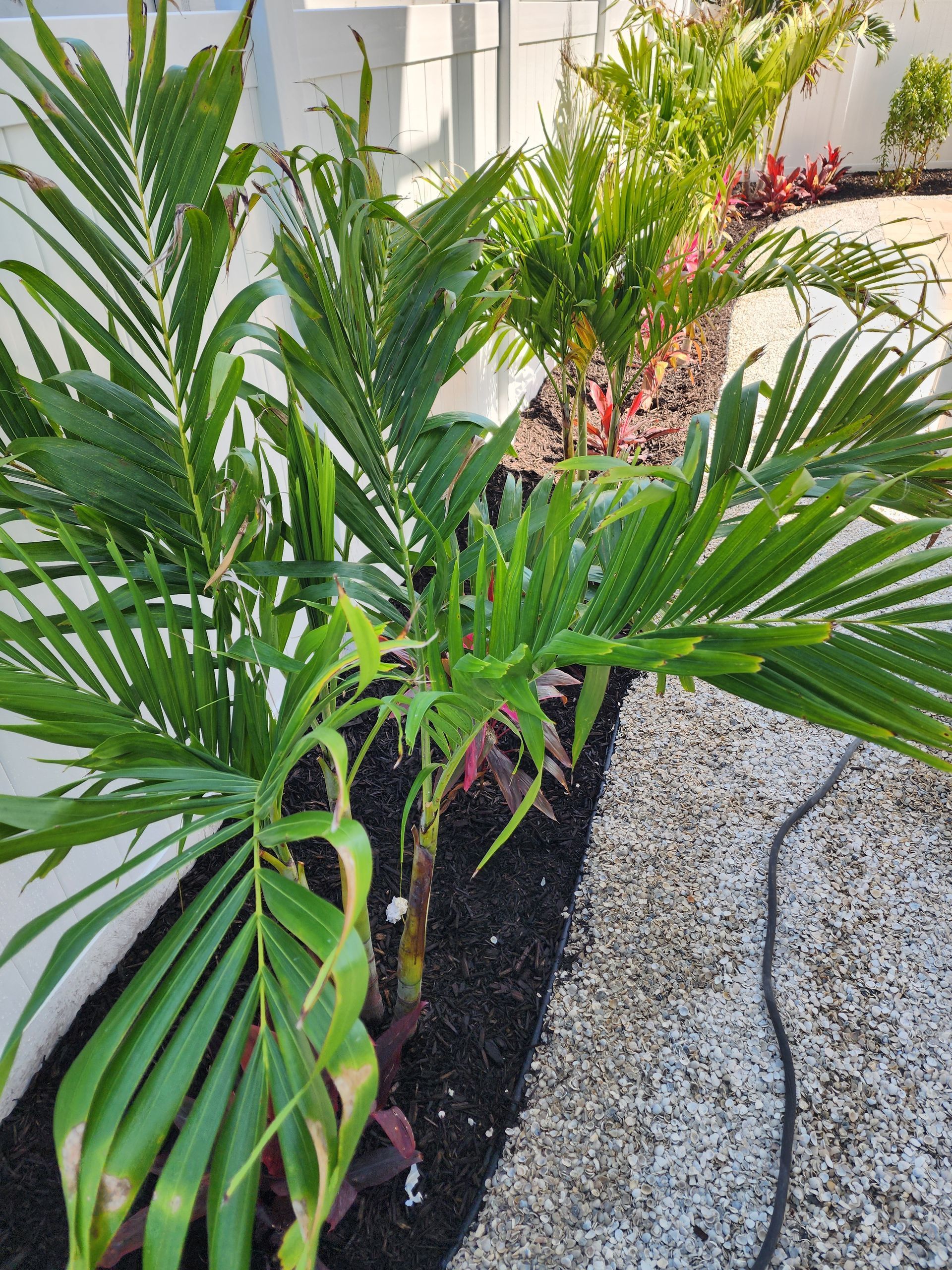 A row of palm trees are growing in a garden.
