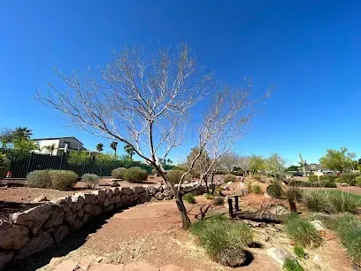 A tree without leaves is in the middle of a desert park.