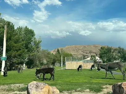 A herd of donkeys are grazing in a grassy field.