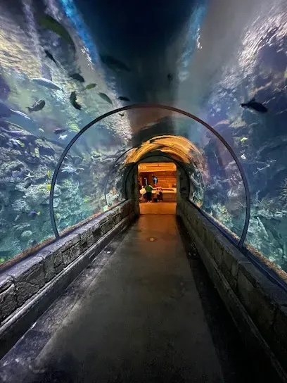 A tunnel leading to a large aquarium filled with fish.