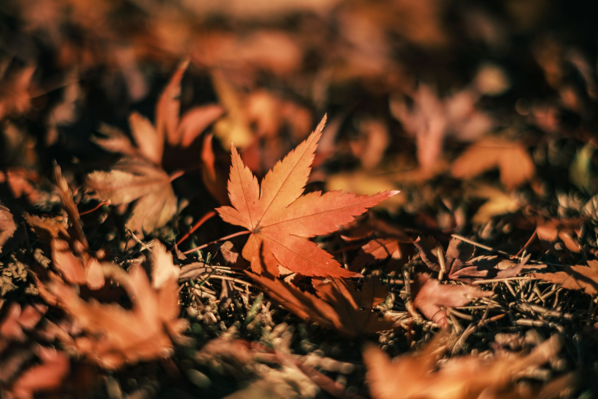 First Day of Fall Celebration