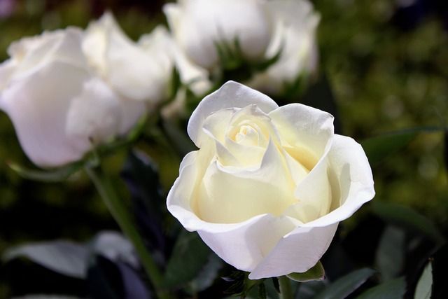 Shakopee, MN cremation