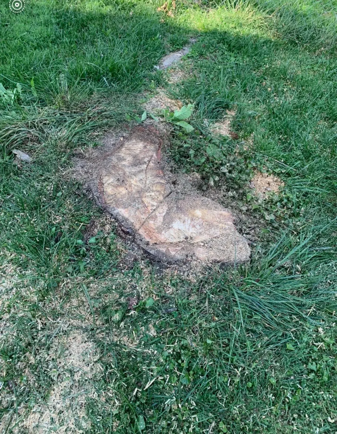 A Small Tree Stump — Lancaster, KY — Prather Landscaping