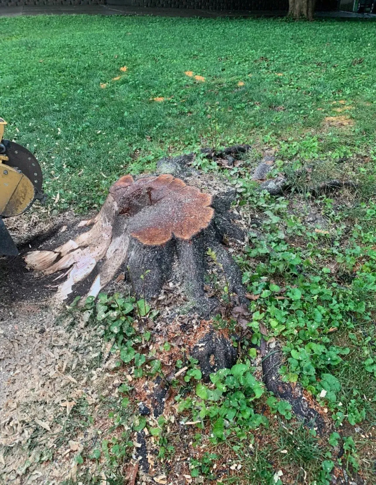 A Tree Stump — Lancaster, KY — Prather Landscaping