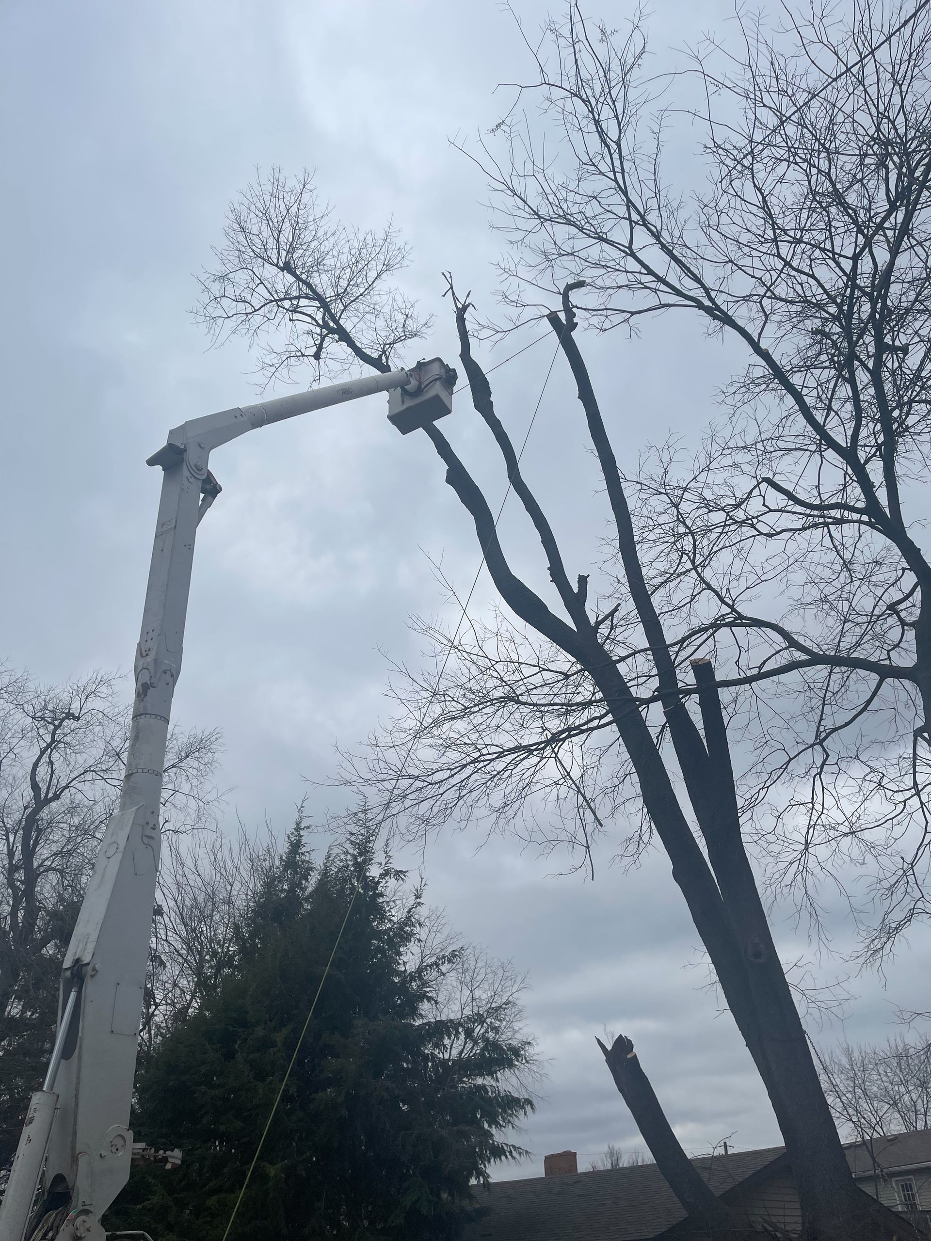 Cleaning Up Damaged Tree — Lancaster, KY — Prather Landscaping
