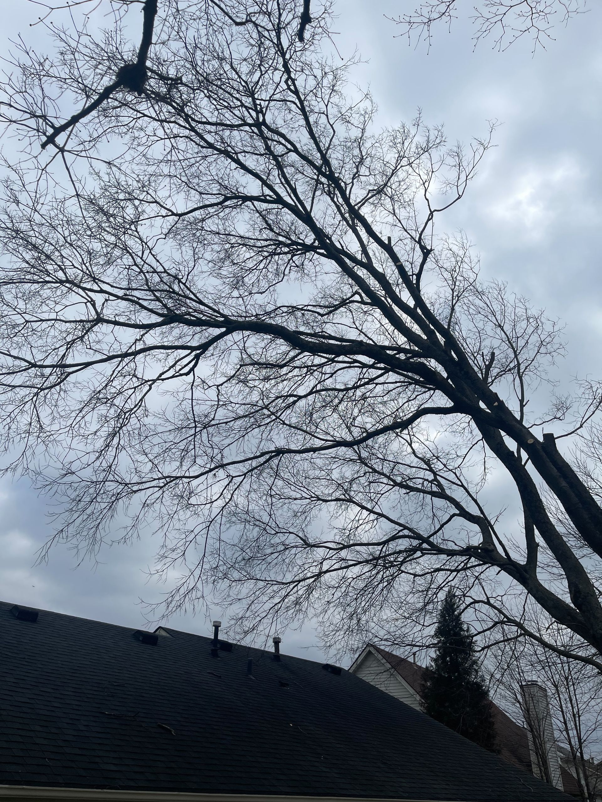 Leaning tree on the roof  — Lancaster, KY — Prather Landscaping