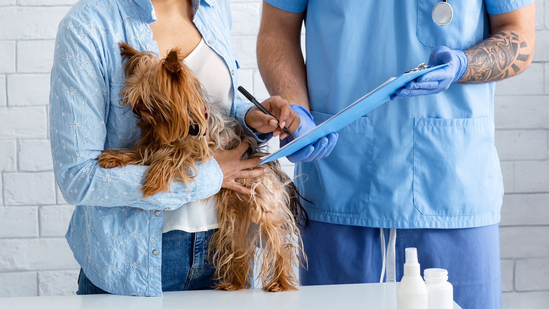 Veterinarian examining a small dog on a table while holding its blue leash in a clinic