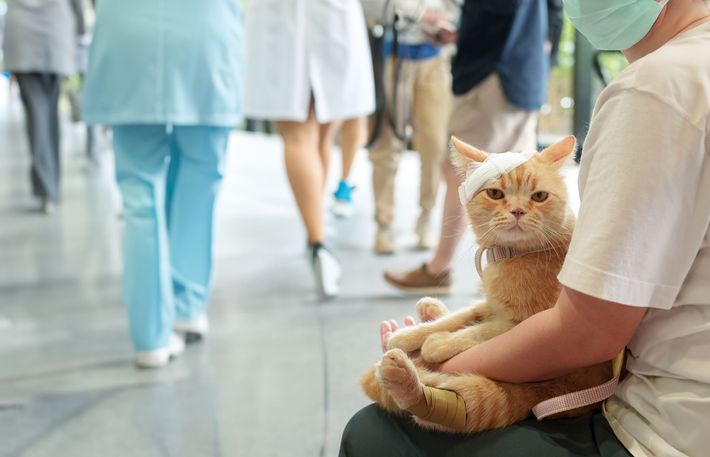Orange cat sitting on a person’s lap in a hospital waiting area