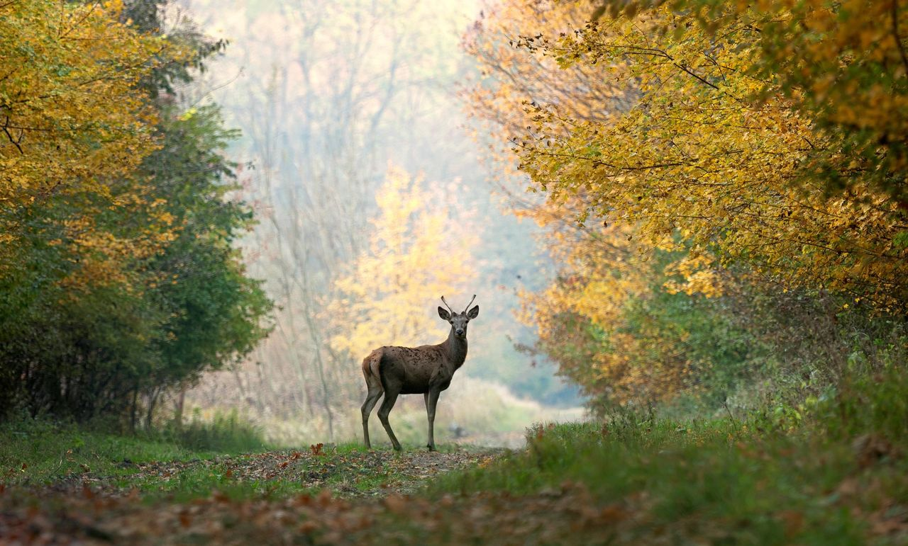 Deer standing in a misty forest path framed by autumn trees with yellow and green leaves