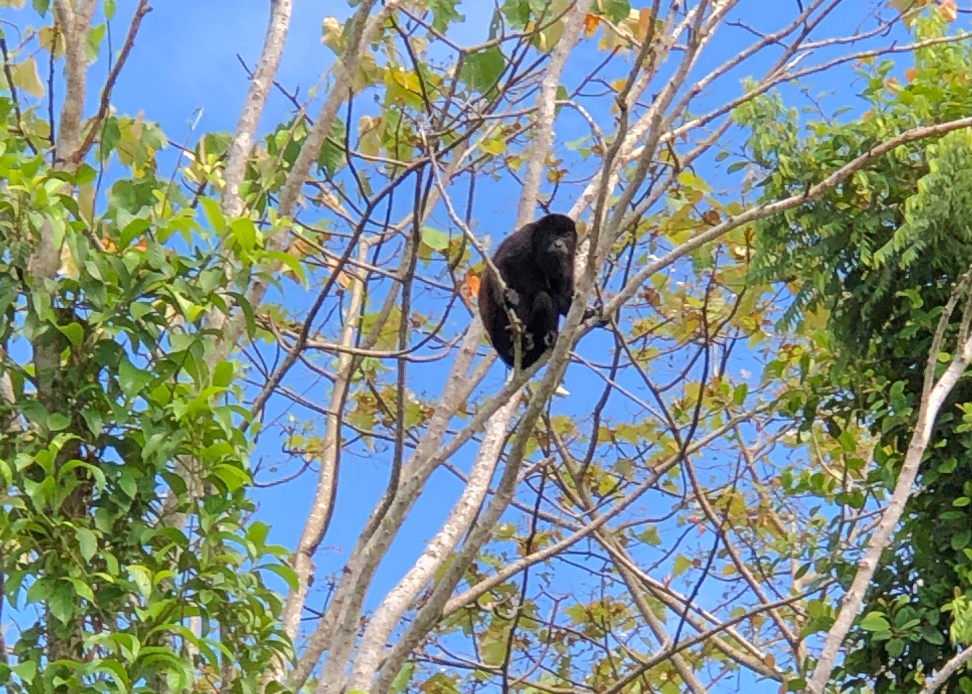 Black monkey perched in a tree with green and light brown leaves against a blue sky.