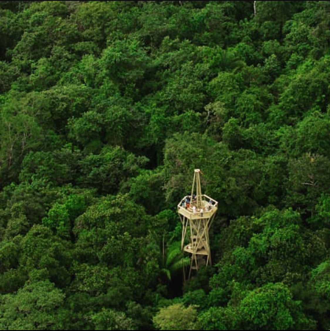 Observation tower amidst lush green forest canopy.