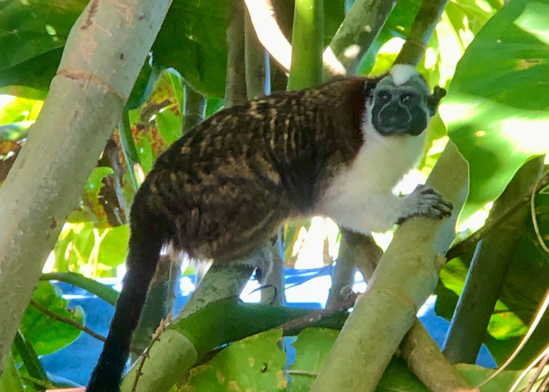 A pied tamarin monkey perched on a tree branch, looking towards the viewer. White chest, dark fur. Gatun Lake Monkey Island Tour