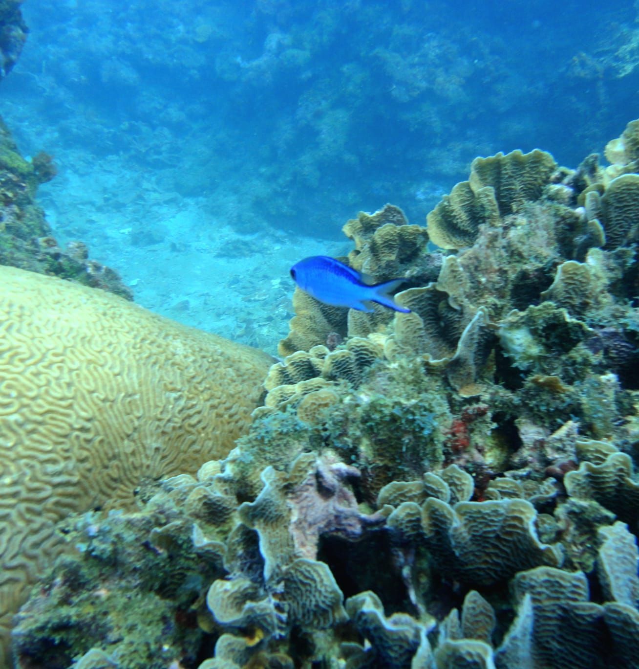 Blue fish swims near coral reef underwater.