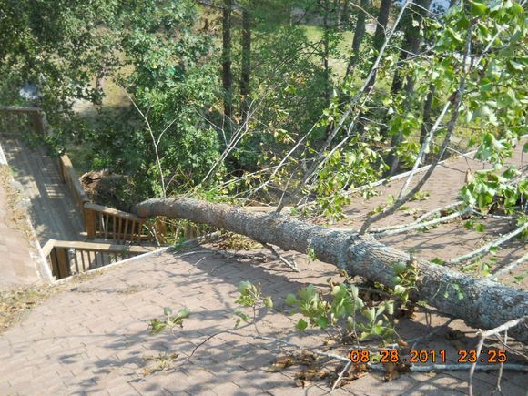 A fallen tree lies across a rooftop and a wooden staircase.