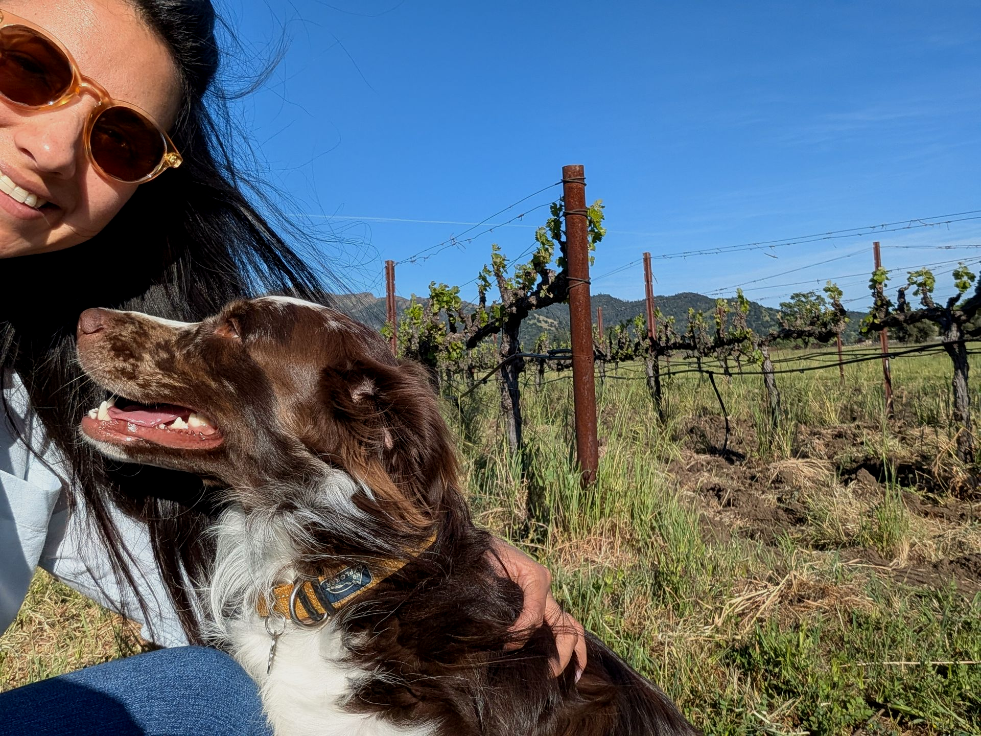 Woman smiles with a brown-and-white dog in a vineyard under a bright blue sky