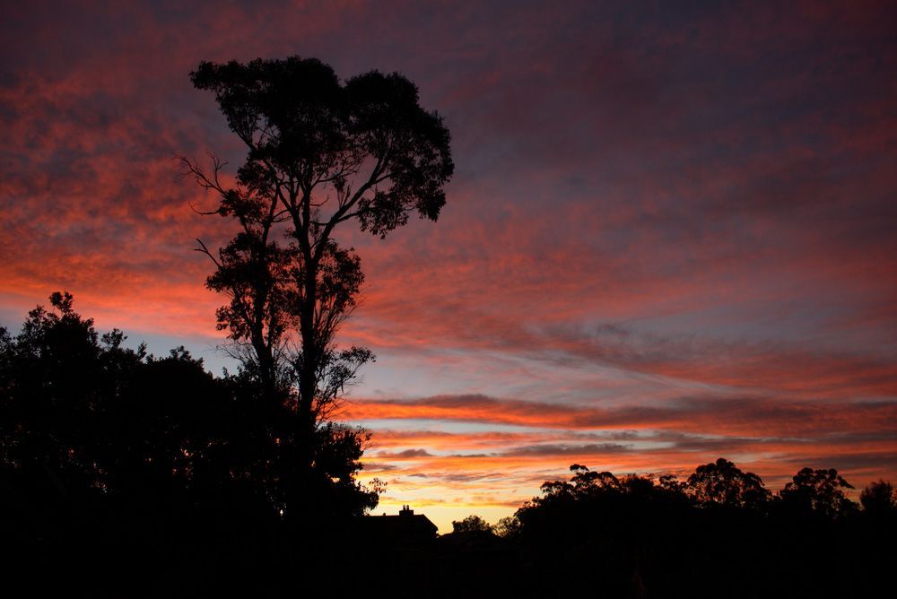 Silhouetted Trees Against a Colorful Red-Orange Sunset Sky — Goonellabah Roof Tilers In Lismore, NSW