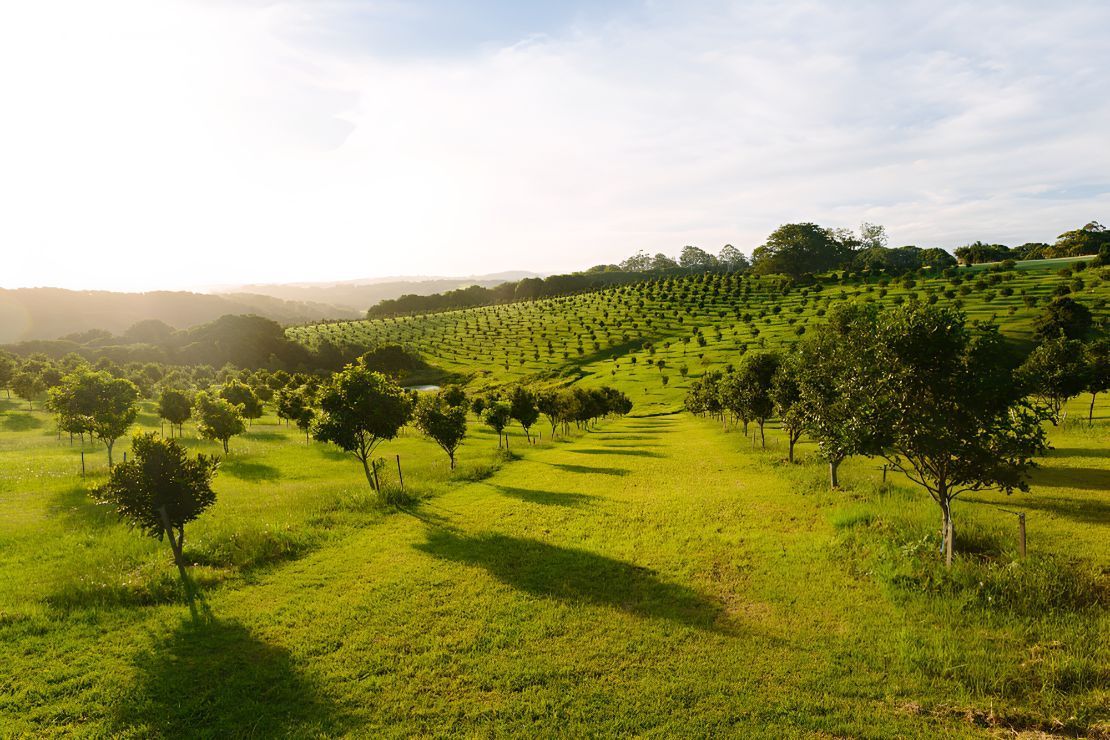An Aerial View Of A Lush Green Field Filled With Trees